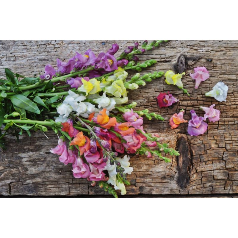 Rocket Mix Snapdragon