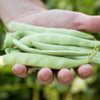 Roma II Bush Bean (Organic 58 Days)