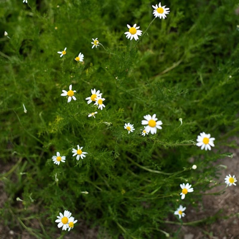Roman Chamomile