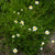 Roman Chamomile