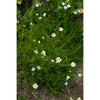 Roman Chamomile - Herbs