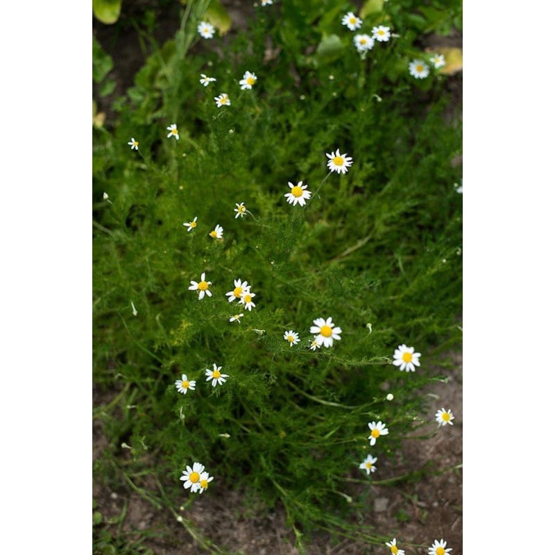Roman Chamomile