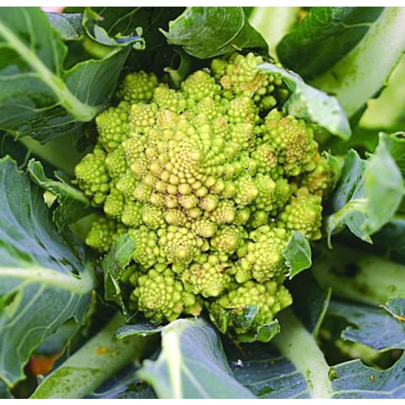 Romanesco Cauliflower ( 80 Days ) - Vegetables