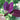 Rose Orach Greens (Heirloom 50 Days) - Vegetables