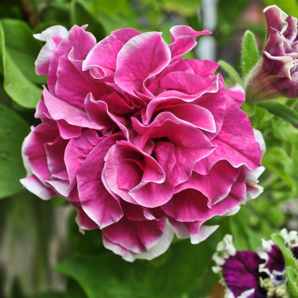 double petunia flower seeds Rose Pirouette Petunia