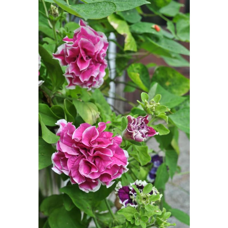 Rose Pirouette Petunia - Flowers