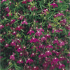 Rose Trailing Lobelia - Flowers