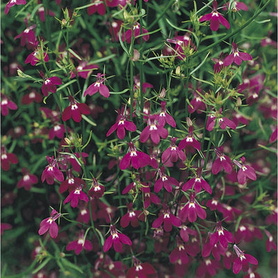 Rose Trailing Lobelia - Flowers