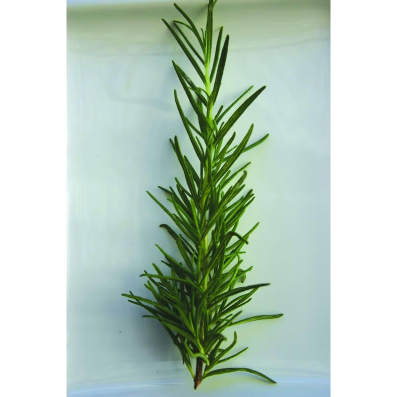 Rosemary