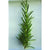 Rosemary