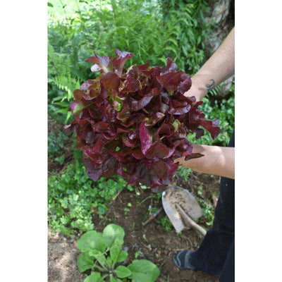 Rouxai Lettuce (47 Days) - Vegetables
