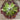Rouxai Lettuce (47 Days) - Vegetables