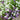 Royal Carpet Alyssum - Flowers