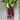 Ruby Queen Beet (60 Days) - Vegetables