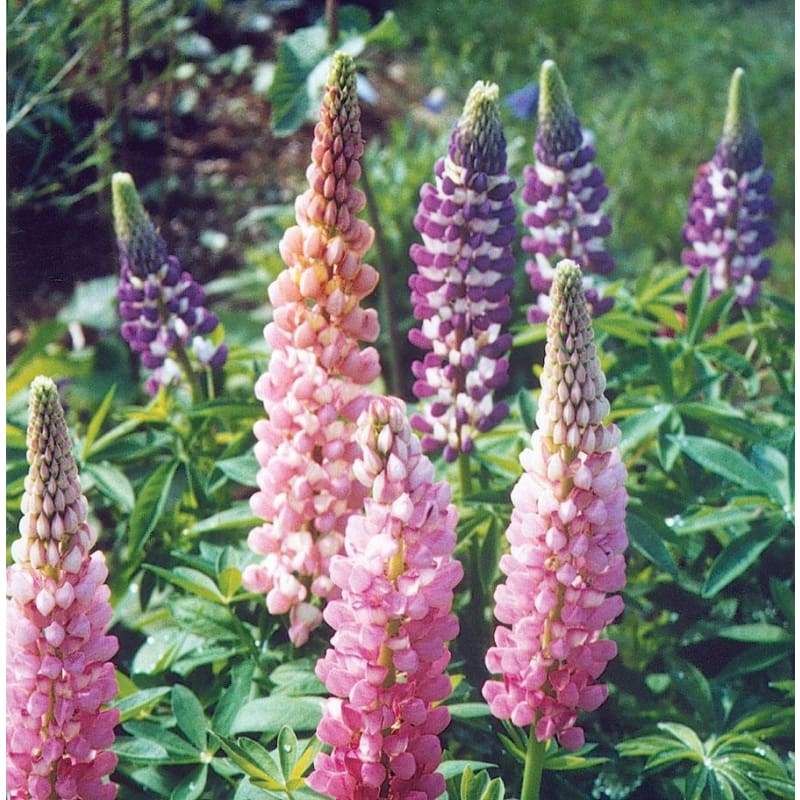Lupine - Russell Mix - Flowers