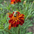 Safari Red Marigold - Flowers