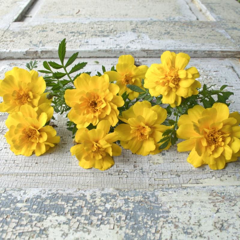 Safari Yellow Marigold - Flowers