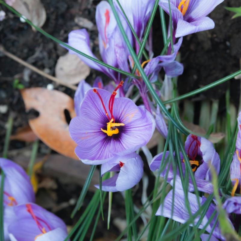 saffron flower seeds price Saffron Crocus