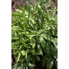 Sage - Herbs