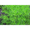 Saltwort Greens (Heirloom 40 Days) - Vegetables