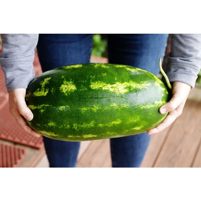 Sangria Watermelon (F1 Hybrid 87 Days)