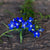 Sapphire Trailing Lobelia - Flowers