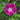 Scarlet O Hara Morning Glory - Flowers