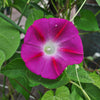 Scarlet O Hara Morning Glory - Flowers