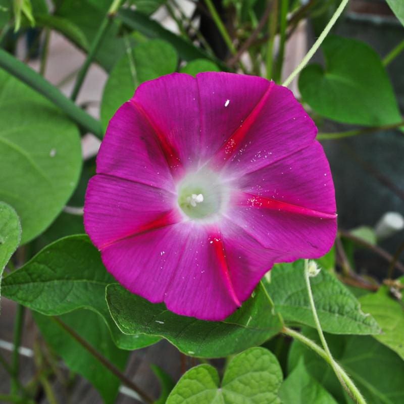 Scarlet O Hara Morning Glory - Flowers
