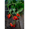 Scarlet Runner Bean (Heirloom 80 Days ) - Vegetables