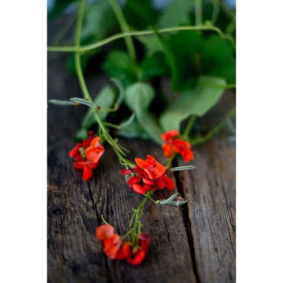 Scarlet Runner Bean (Heirloom 80 Days ) - Vegetables