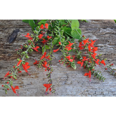 Scarlet Sage - Flowers