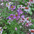 SCHIZANTHUS - ANGEL WINGS - Flowers