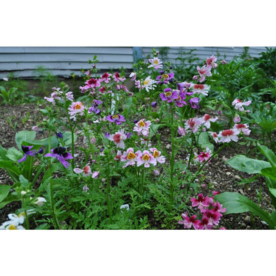 SCHIZANTHUS - ANGEL WINGS - Flowers