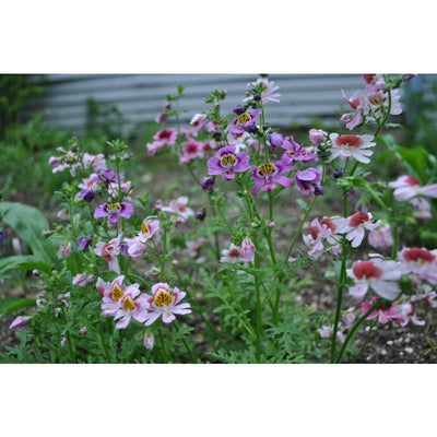 SCHIZANTHUS - ANGEL WINGS - Flowers