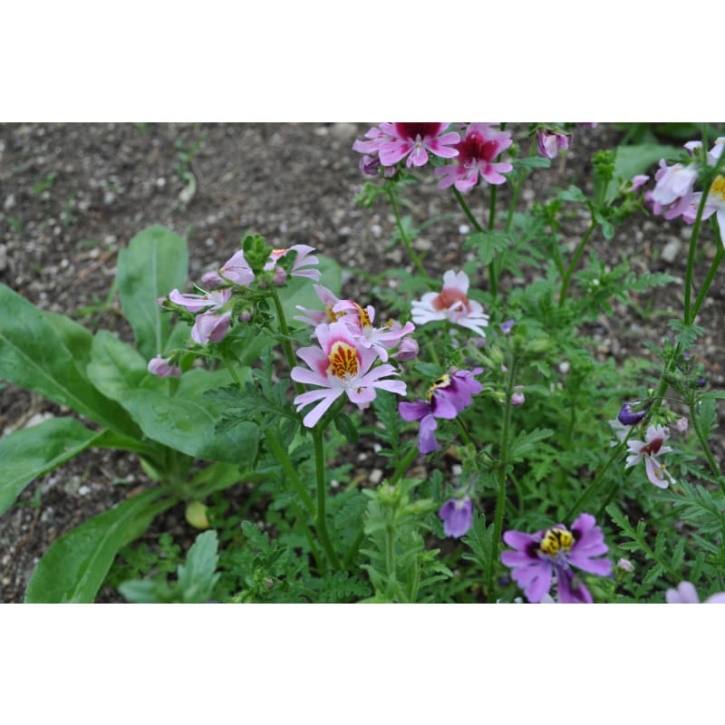 angel wings plant seeds SCHIZANTHUS
