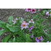 SCHIZANTHUS - ANGEL WINGS - Flowers