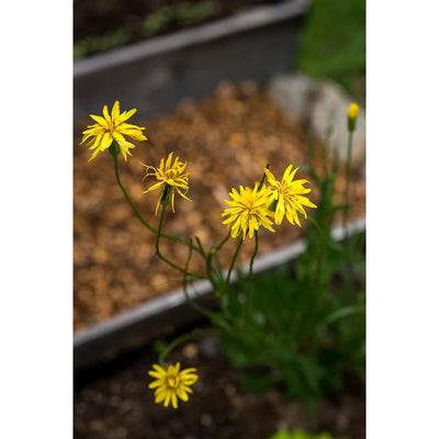 Scorzonera- Black Salsify (Organic 120 Days)