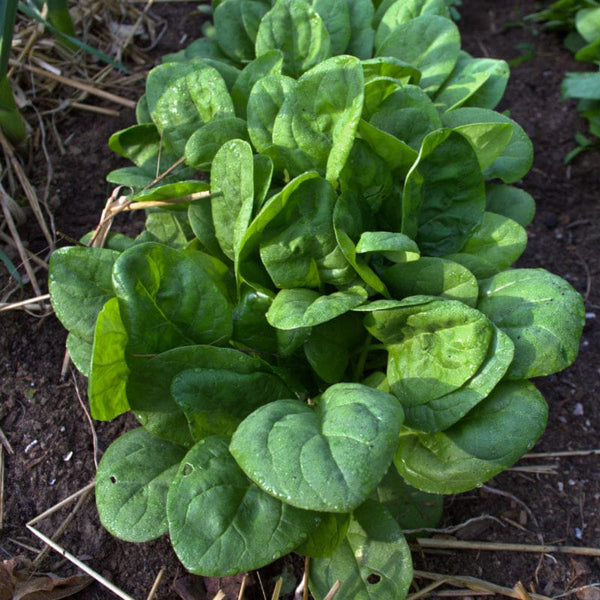 spinach seed planting depth Seaside Spinach (F1 Hybrid 30 Days) – Pinetree Garden Seeds