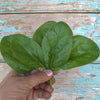 Seaside Spinach (F1 Hybrid 30 Days)