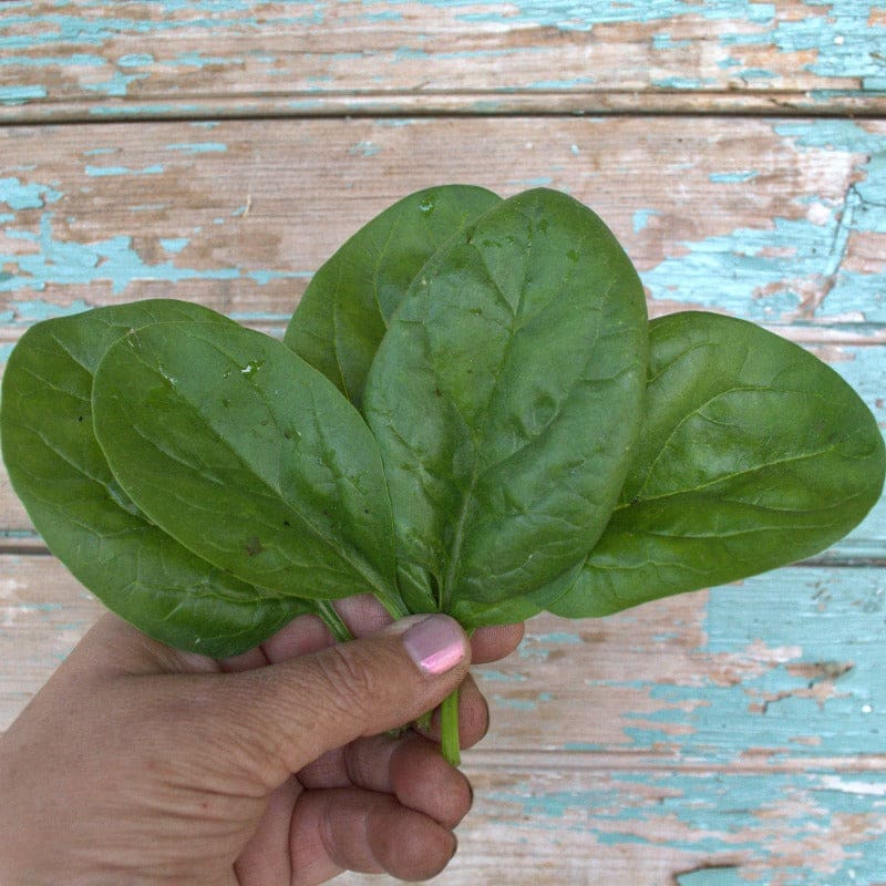 Seaside Spinach (F1 Hybrid 30 Days)