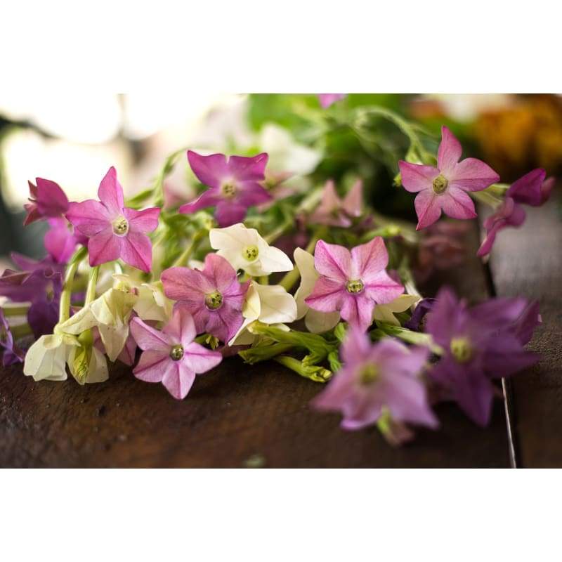 Sensation Mix Nicotiana - Flowers