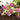 Sensation Mix Nicotiana - Flowers