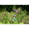Nicotiana - Sensation Mix - Flowers