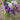 Serena Mix Angelonia - Flowers