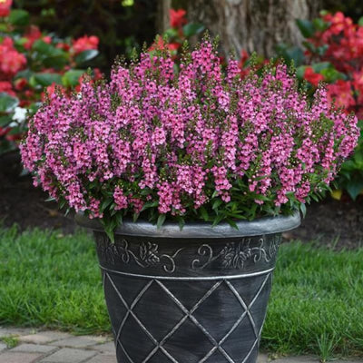 Serena Mix Angelonia - Flowers