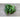 Serrano Hot Pepper (Heirloom 75 Days) - Vegetables
