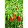 Serrano Hot Pepper (Heirloom 75 Days) - Vegetables