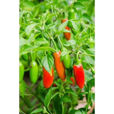 Serrano Hot Pepper (Heirloom 75 Days) - Vegetables