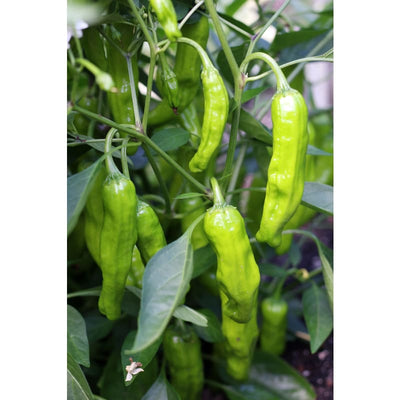 Shishito Pepper (60 Days) - Vegetables